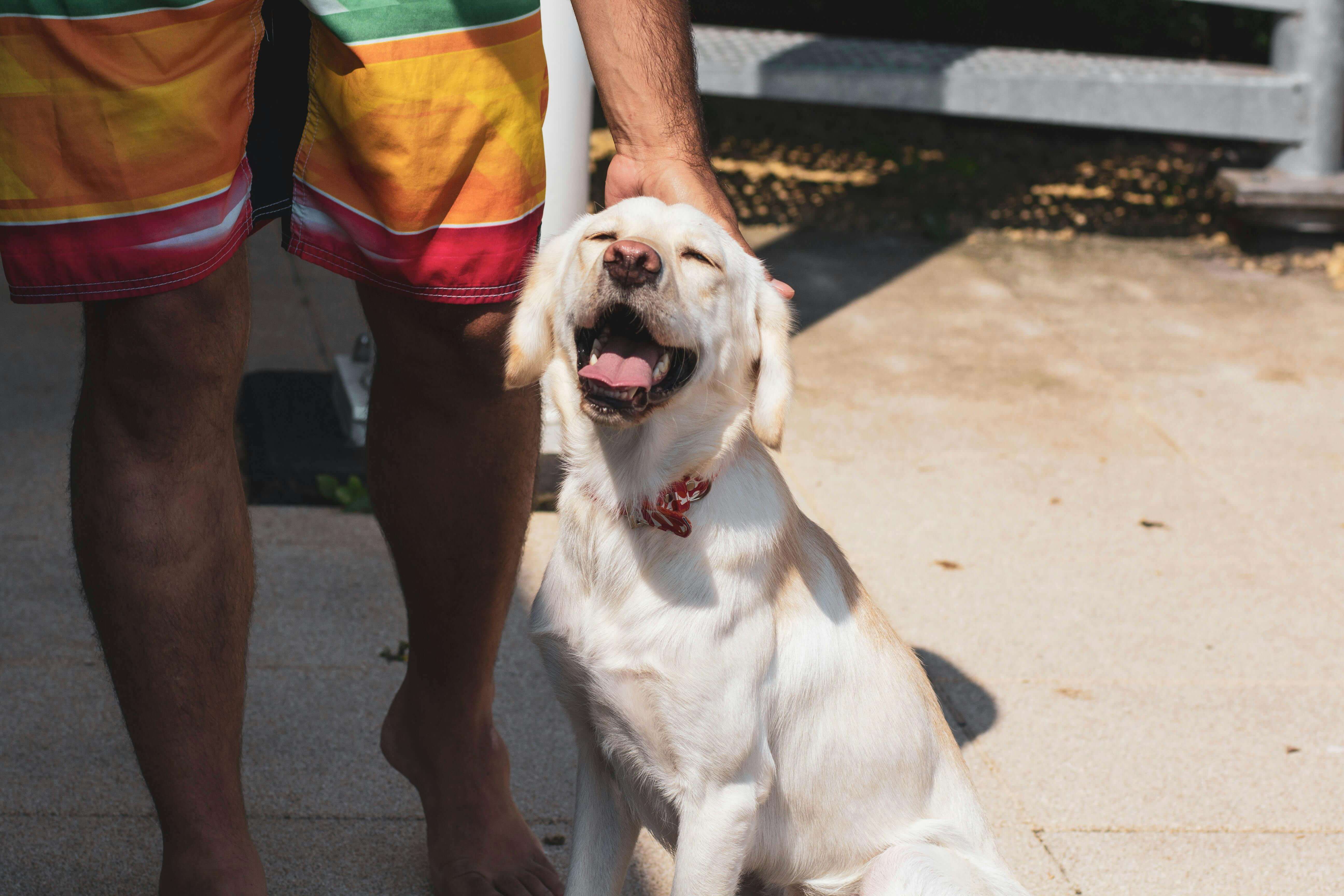 Is Peppermint Oil Safe for Dogs? A Complete Guide