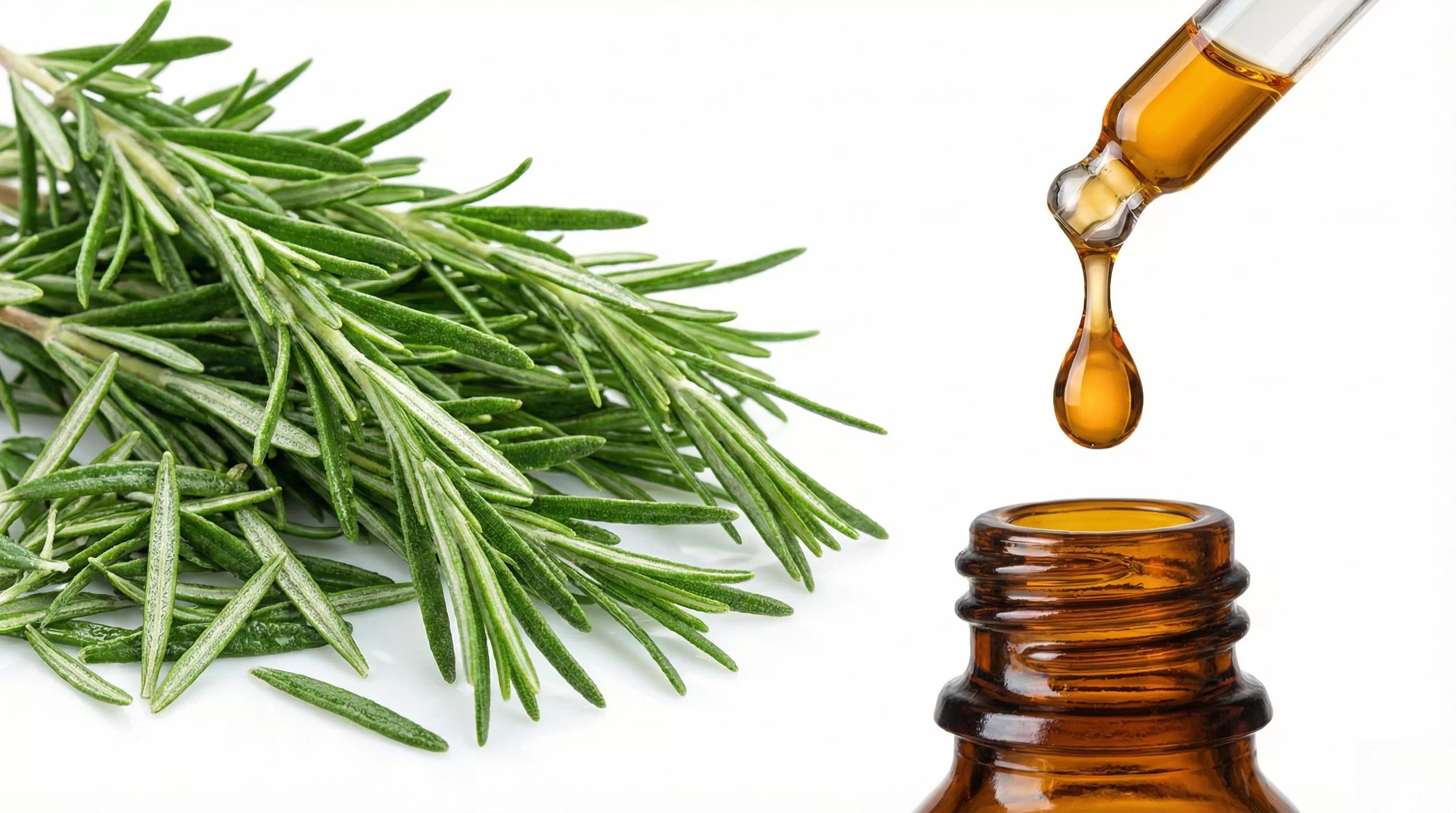 Rosemary Water vs Rosemary Oil for Hair: Which Should You Use?