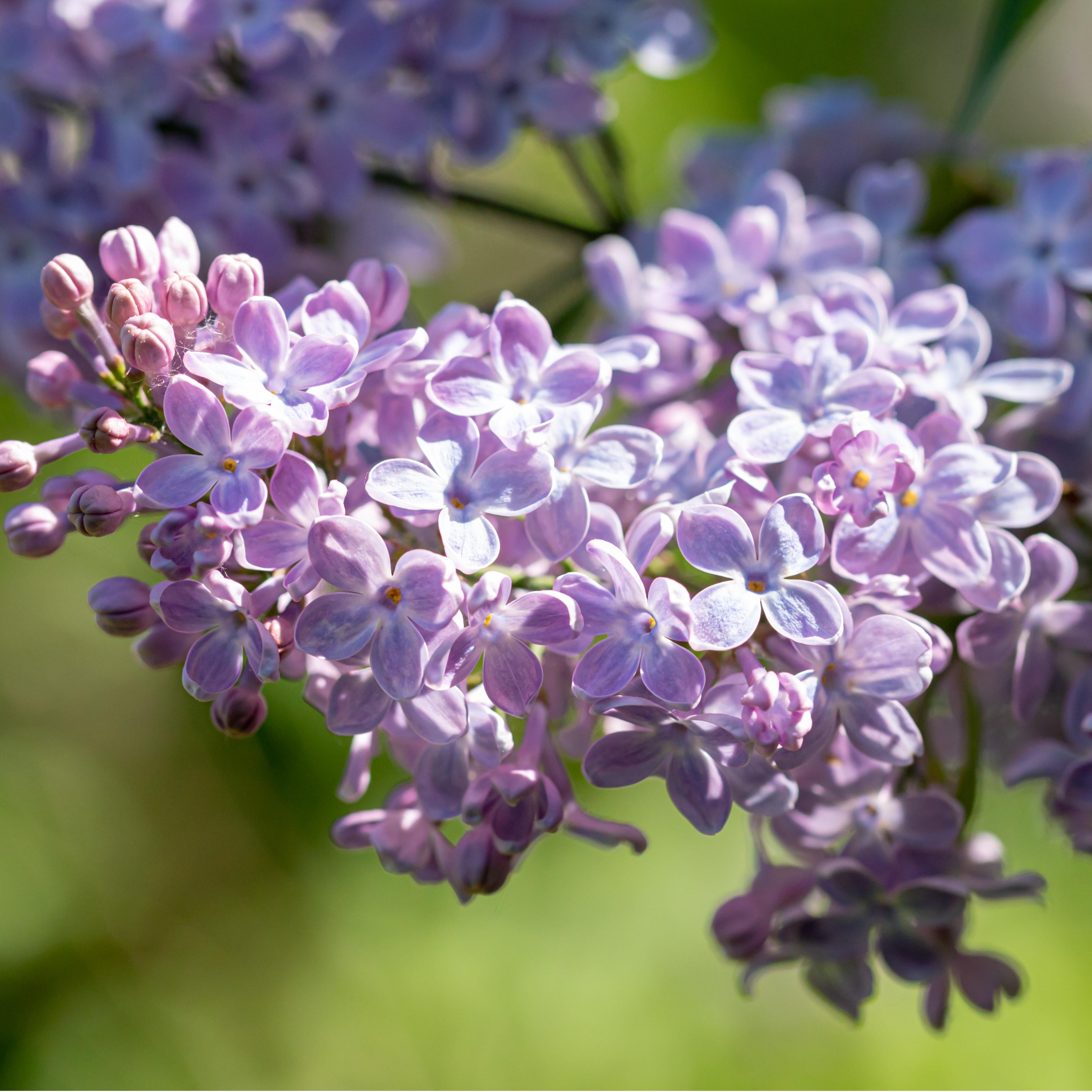 Lilac