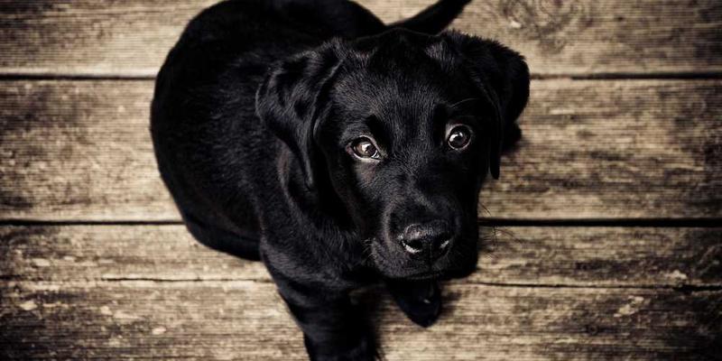 Is Cedarwood Oil Safe for Dogs? A Comprehensive Guide to Benefits and Safe Use