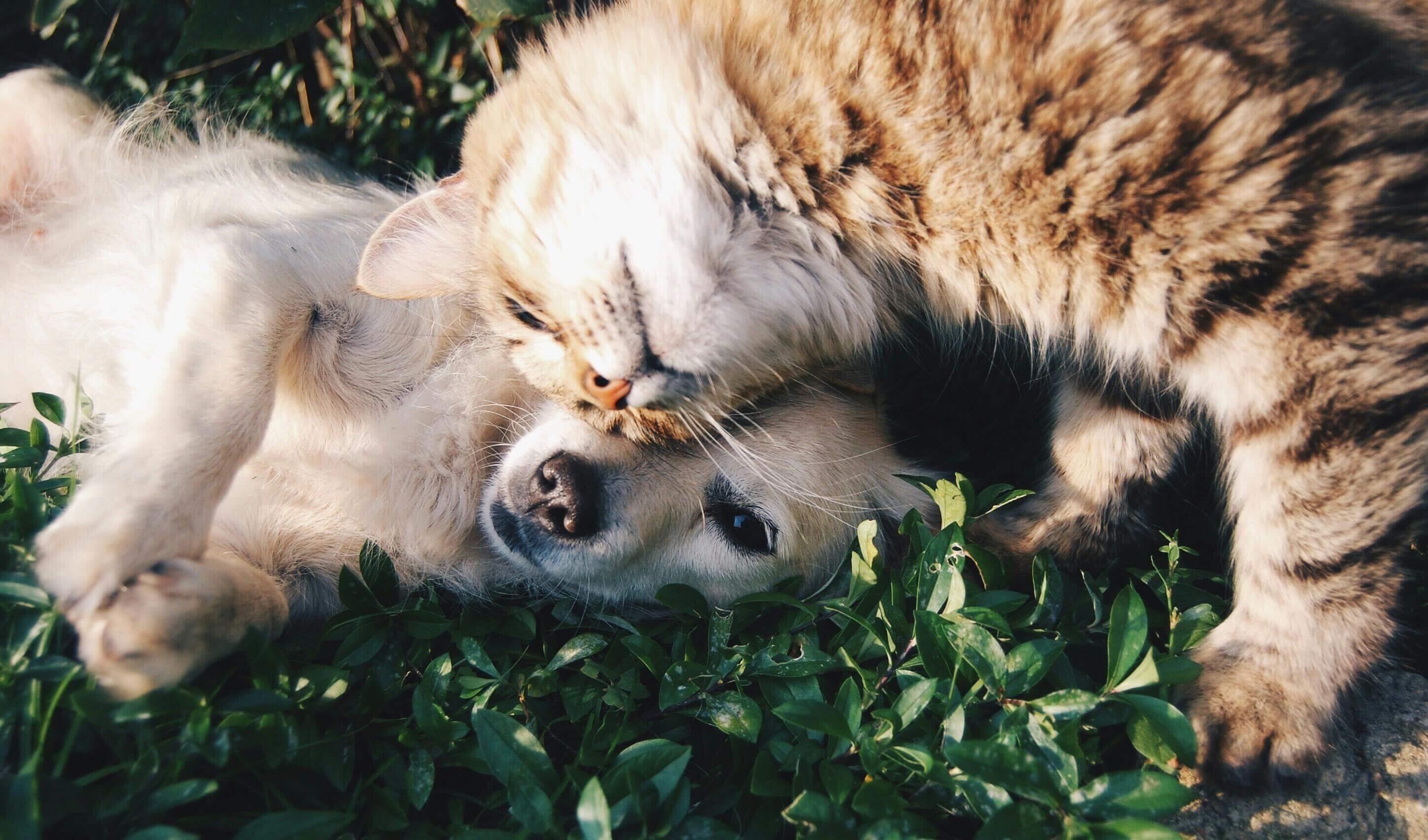 Cedarwood Oil for Fleas: What It Can and Can't Do in a Pet Home