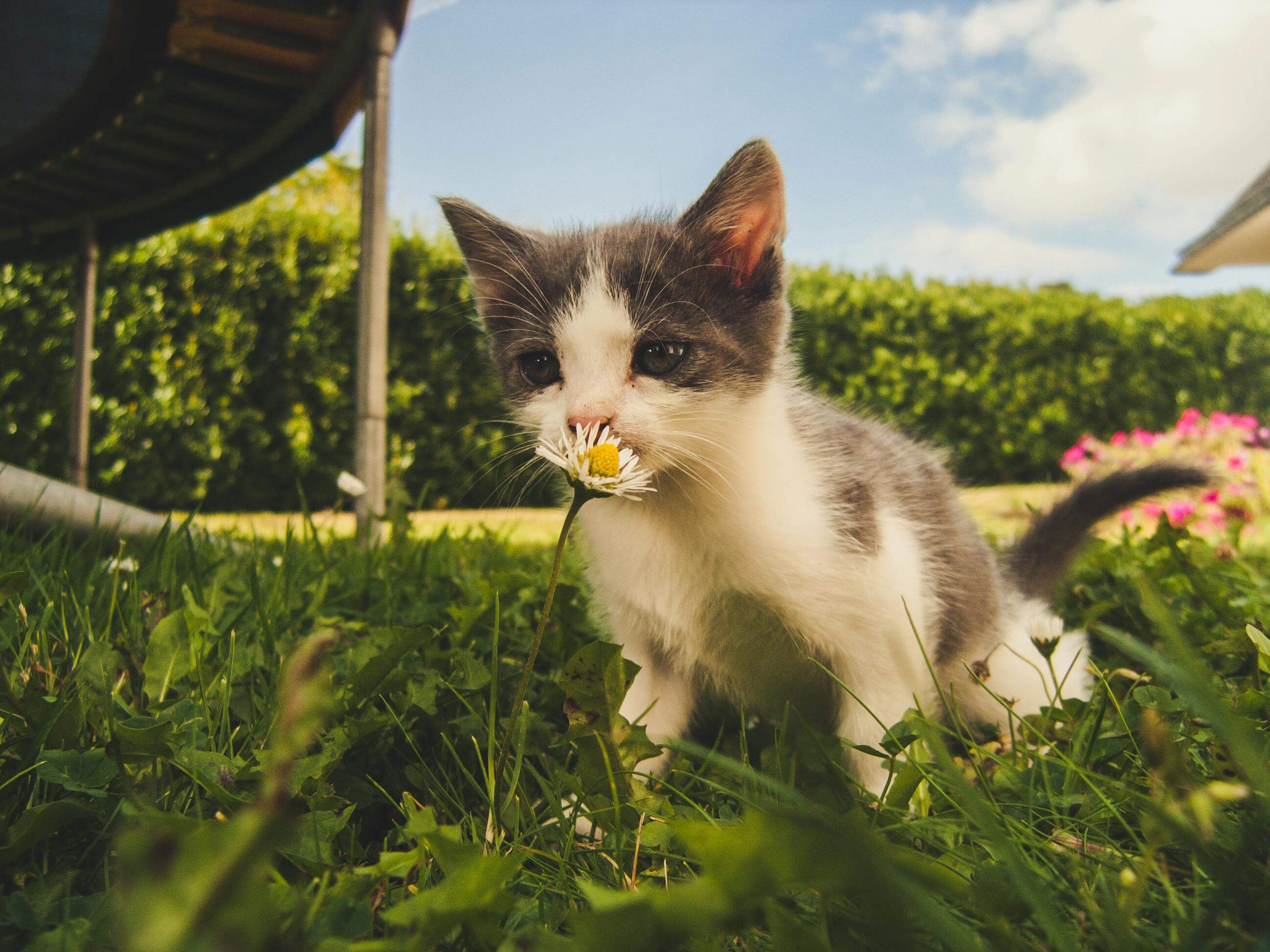 Is Chamomile Essential Oil Safe for Cats? Vet-Aware Safety Guide