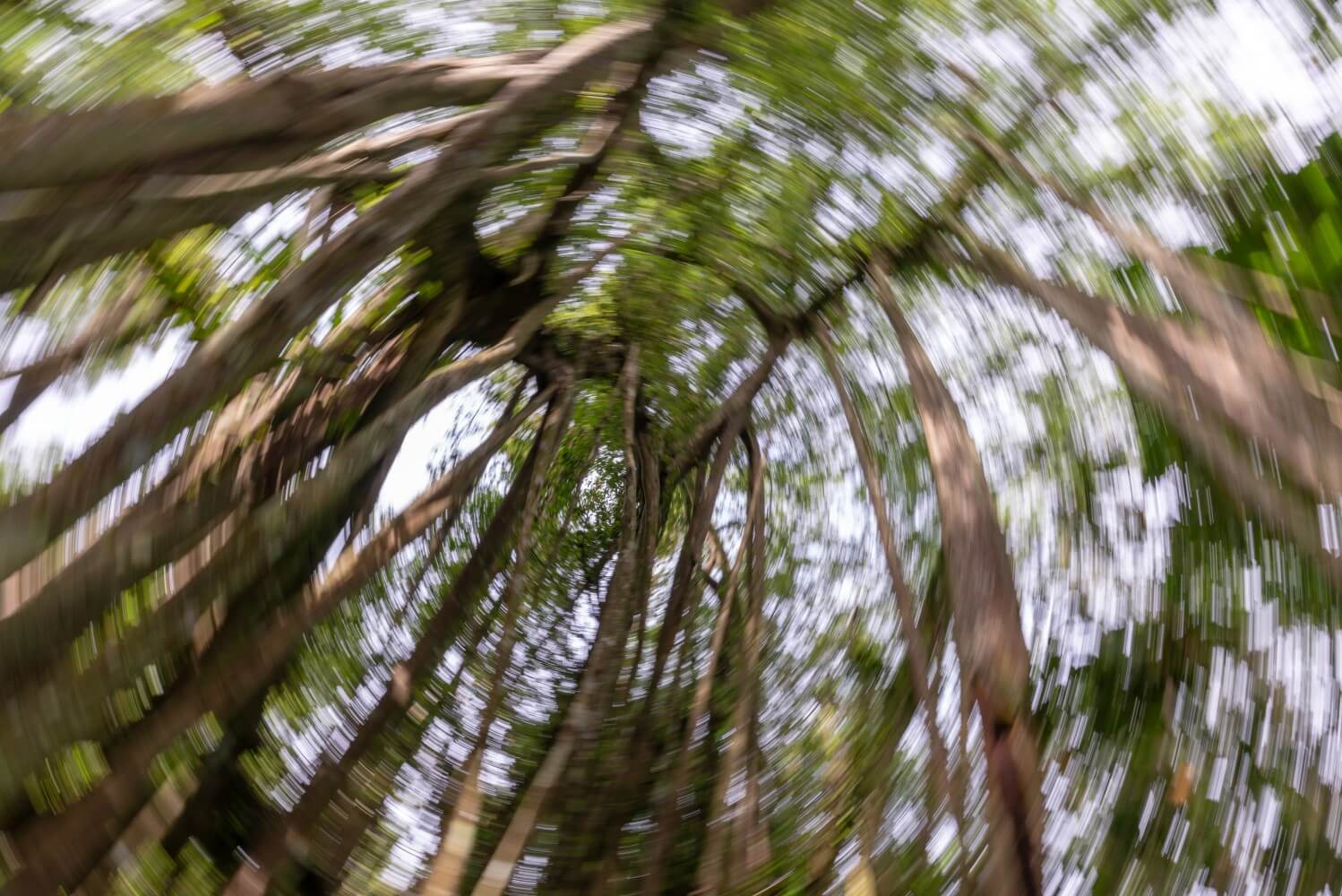 Essential Oils for Vertigo: What They Can and Cannot Do