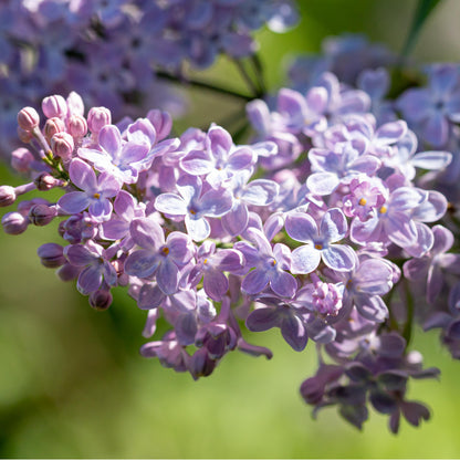 Lilac