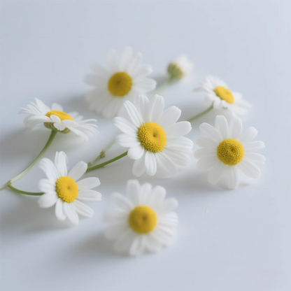 Chamomile Fragrance Oil
