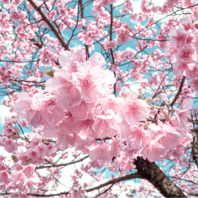 HIQILI Cherry Blossom Fragrance Oil