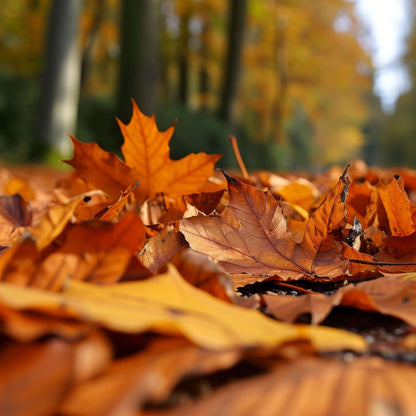 Fallen Leaves Fragrance Oil