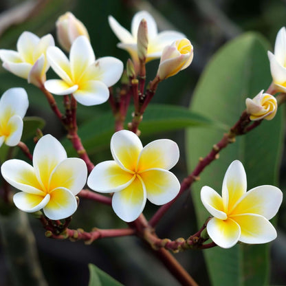 Frangipani Fragrance Oil