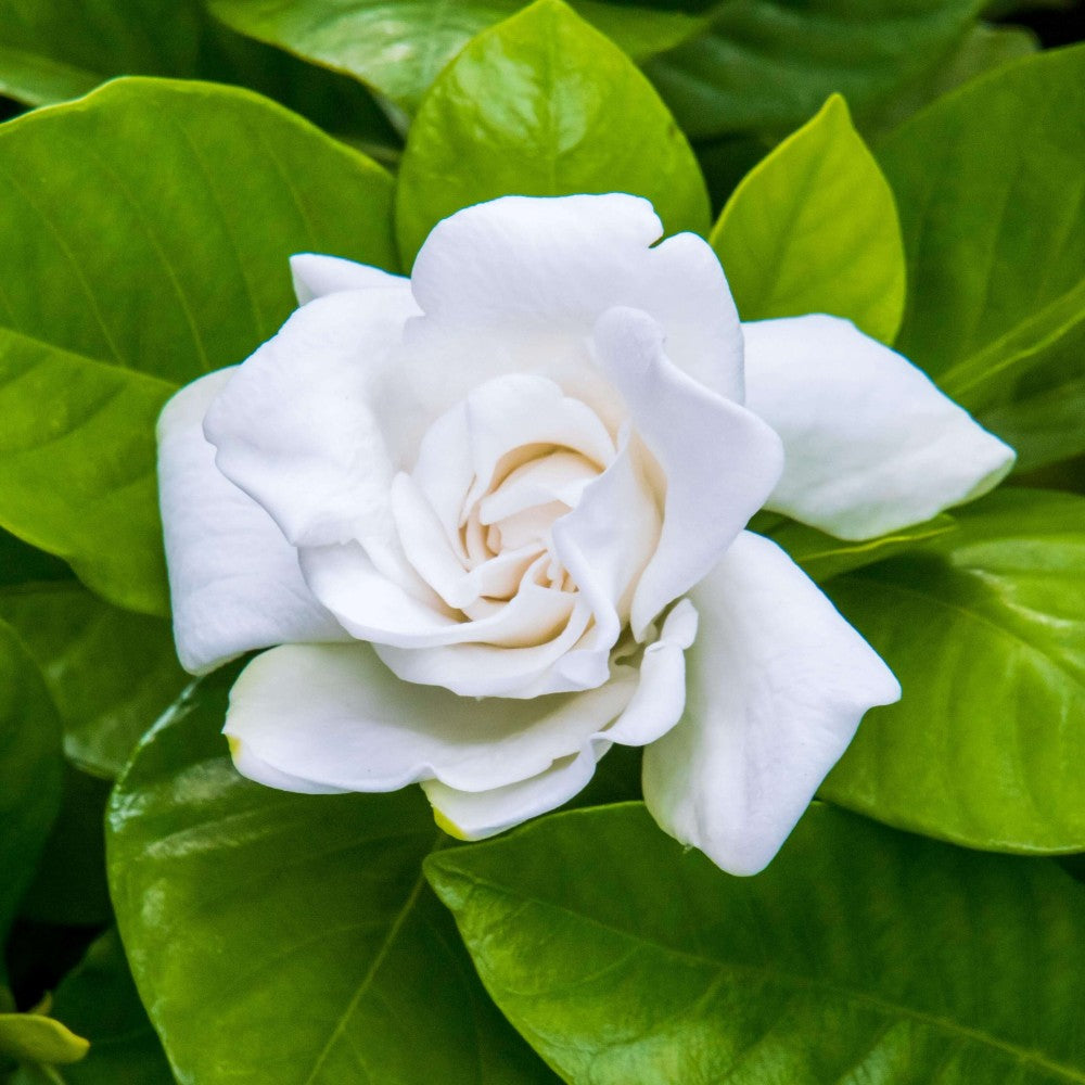 Gardenia Fragrance Oil