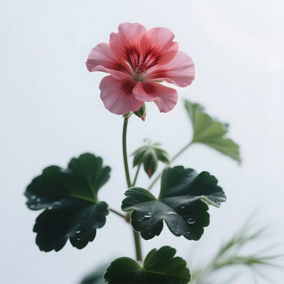 HIQILI Geranium Fragrance Oil