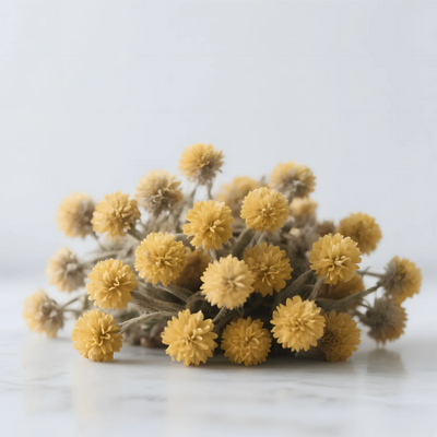HIQILI Helichrysum Fragrance Oil